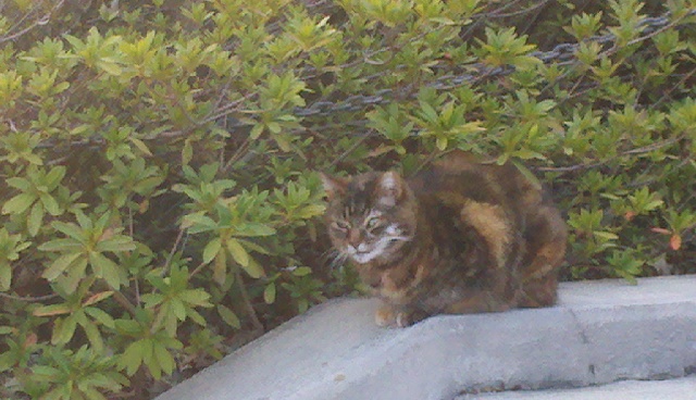 Miss Tichenor Kitty indulged me by sitting for a portrait on the Friday afternoon before spring break. 