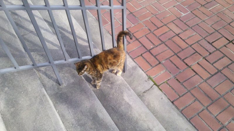 Miss Tichenor Kitty has re-emerged after an unusually harsh winter.
